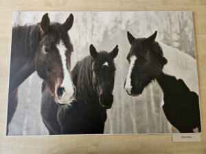 Izstāde “Zirgs fotogrāfijā” Grīziņkalnā