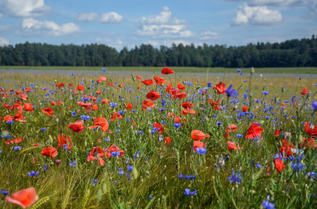 Mums ir četri gadalaiki
