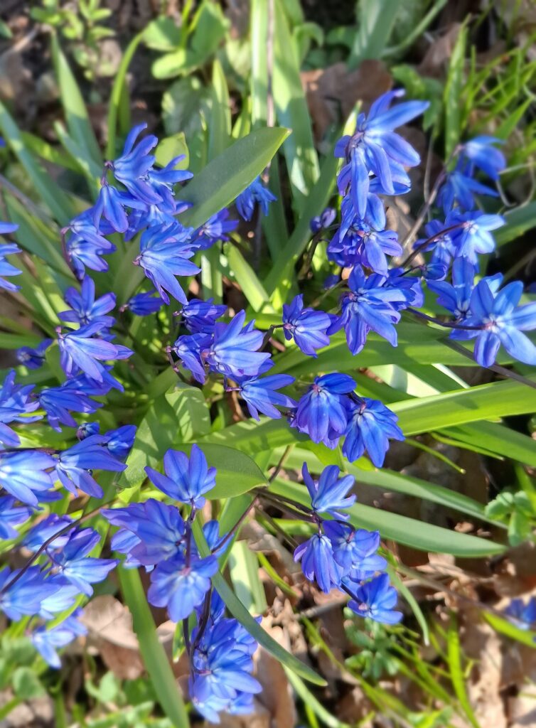 “Pavasara koncerts!”